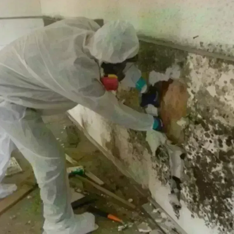 Mold Remediation and Removal in Bovina, TX